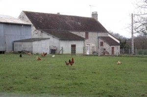 free range chickens france