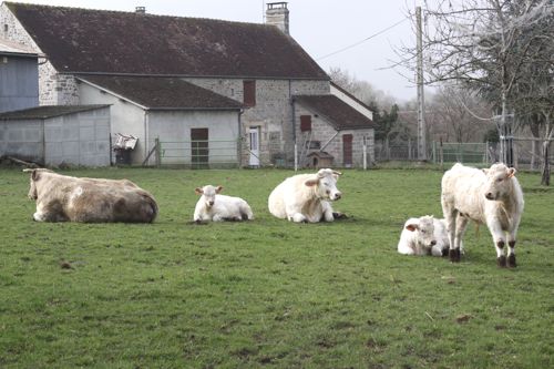 white cows in france