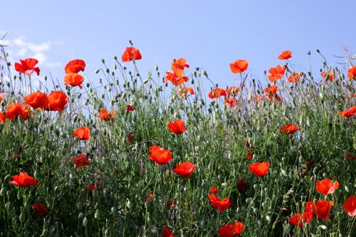 red wild poppies in France