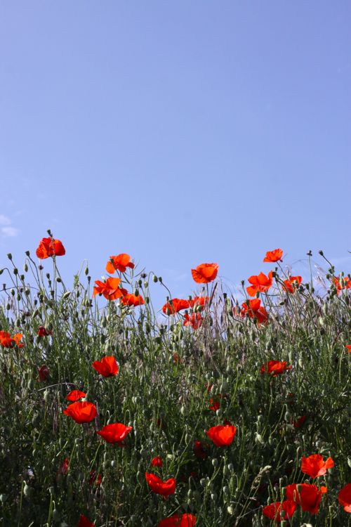 wild red poppies in France