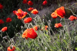 red wild poppies in France