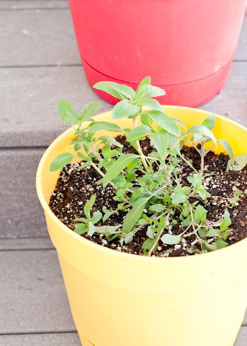 7 Secrets to Planting a Successful Container Garden.  |   Design Mom