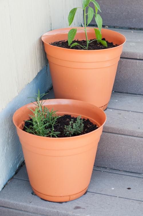 7 Secrets to Planting a Successful Container Garden.  |   Design Mom