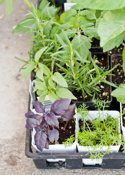 Helpful Guide! How to Plant a Successful Container Garden.  |   Design Mom