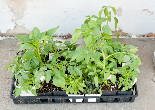 Helpful Guide! How to Plant a Successful Container Garden.  |   Design Mom