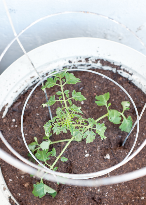 How to Plant a Successful Container Garden - 7 Secrets!   |   Design Mom