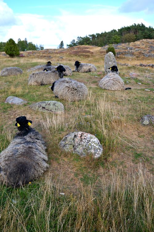 Sheep grazing on an ancient burial ground. Pilane Sculpture Garden - Four Days in West Sweden