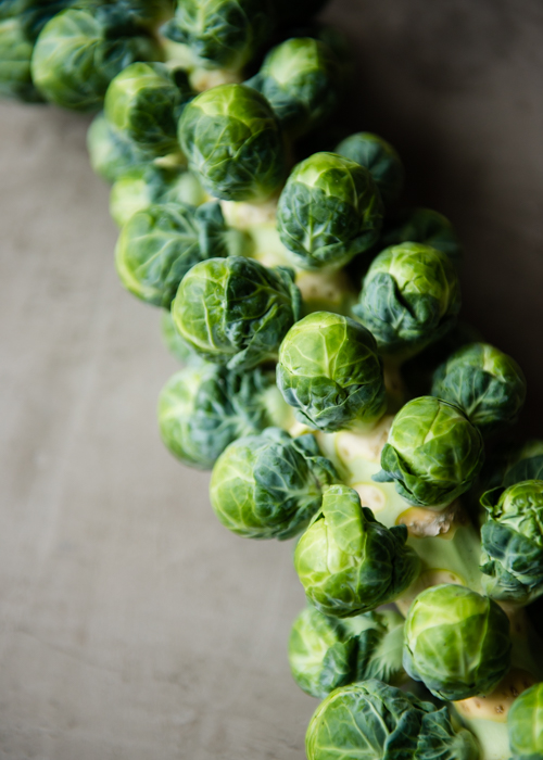 Brussels Sprouts Stalk | Design Mom