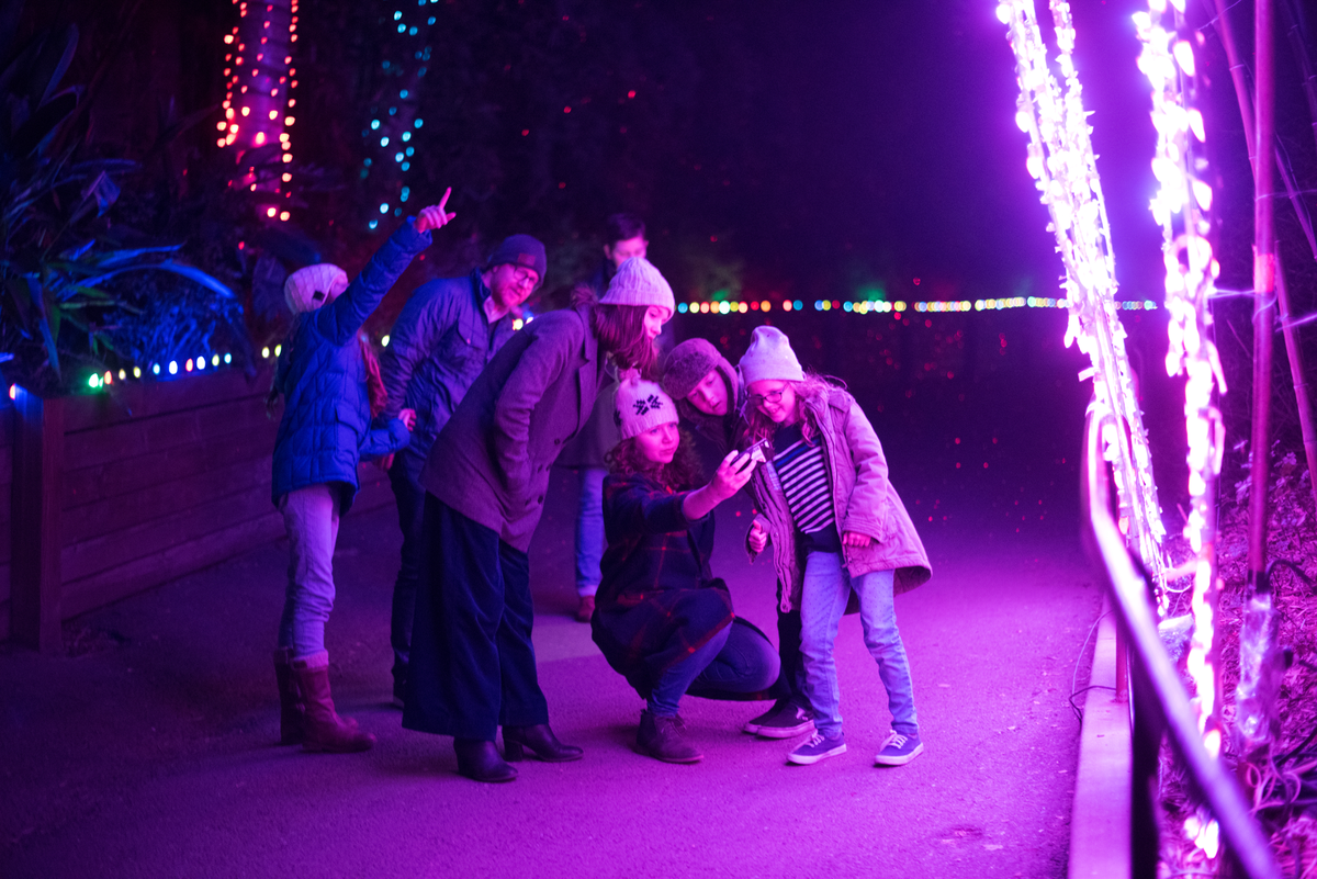 New Family holiday traditions featured by top US lifestyle blog, Design Mom: image of a family going through the lights at the San Francisco Zoo