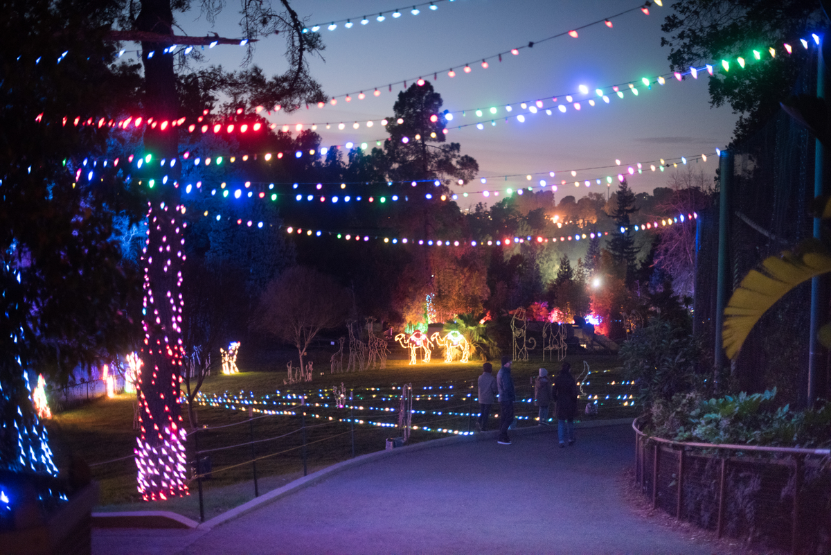 New Family holiday traditions featured by top US lifestyle blog, Design Mom: image of a family going through the lights at the San Francisco Zoo